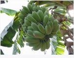 photo des bananes du jardin kréol